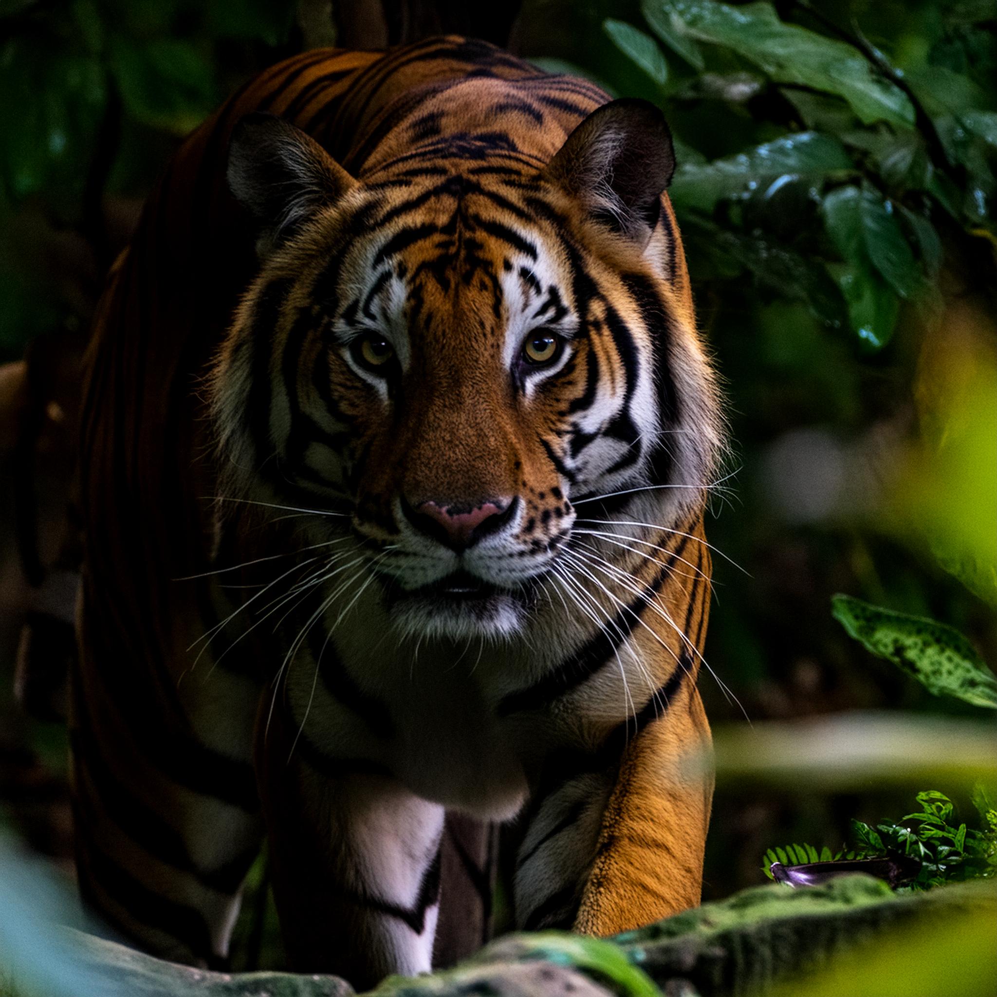 Tiger lauert im Dschungel — Sinnbild für Active Sourcing & gezielte Direktansprache durch L & G