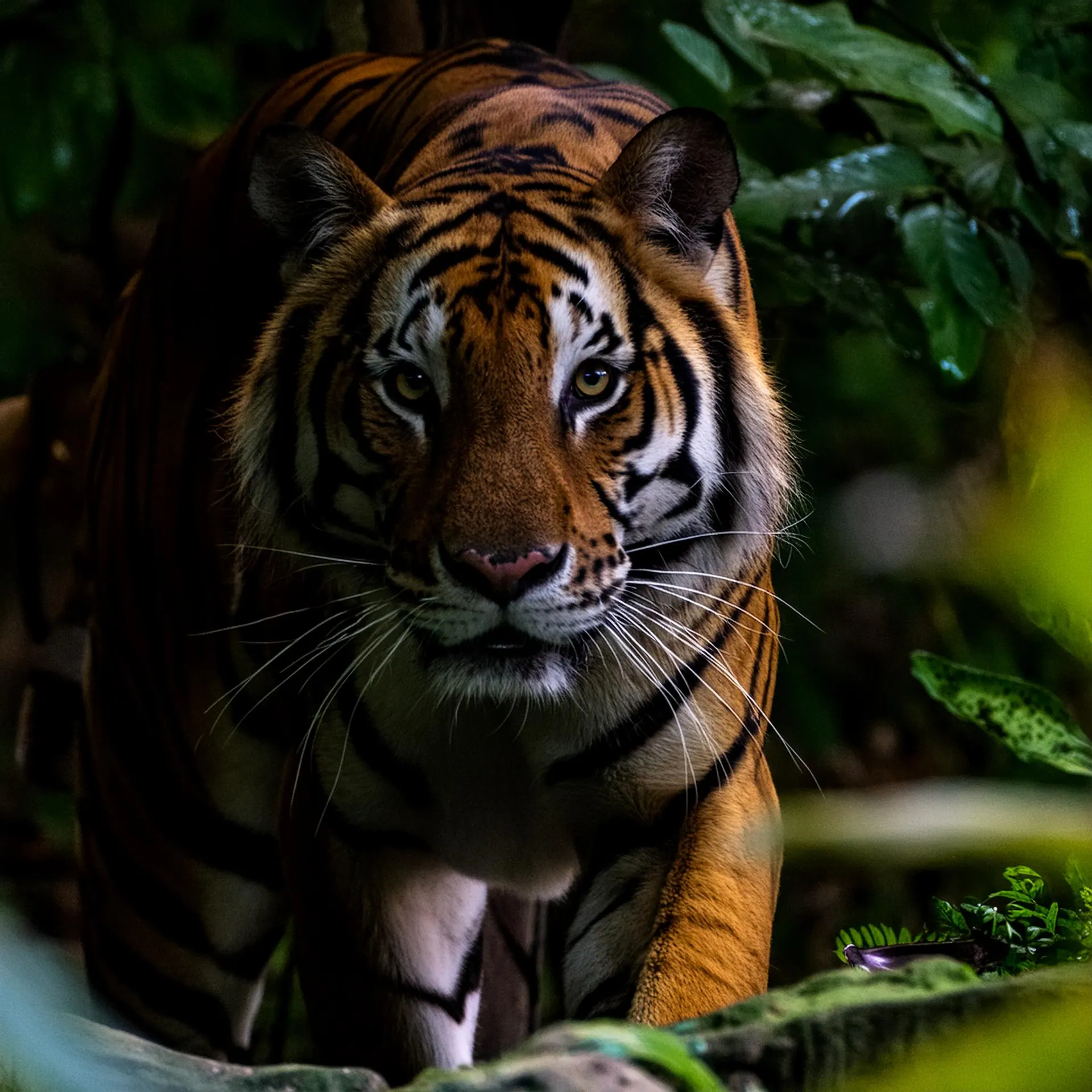 Tiger lauert im Dschungel (KI-generiertes Symbolbild) — Sinnbild für Active Sourcing & gezielte Direktansprache durch L & G