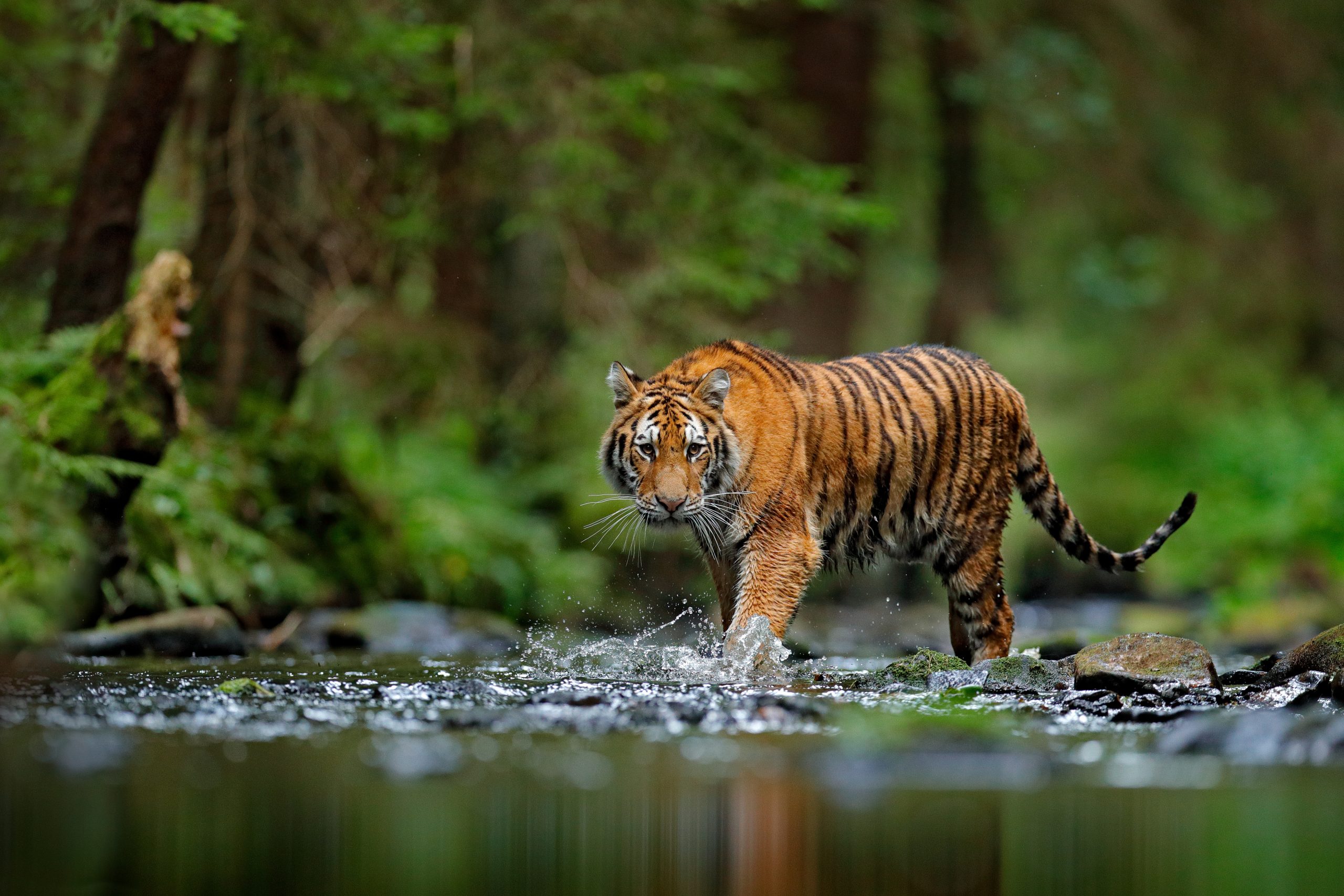 Tiger in der Natur im Wasser